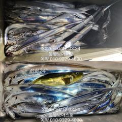 수요일 바다로 칼치사냥 갑니다