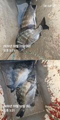 거제 ( 어구 일성호 ) 감성돔 ! 선장 조황