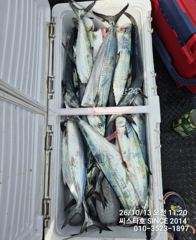 (씨스타호) 삼치 바디훅인 줄 알았더니… 알고 보니 방어 훅!아~~~ 사진
