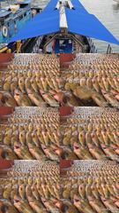 [고흥,녹동] 261011녹동제니스2호 붉바리 초대박조황51cm,4짜마니 사이…