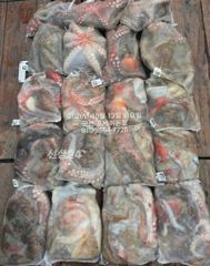 13일, 군산 왕문어 ~묵직한 손맛, 덩치급 왕문어~연일 계속~군산낚시프라자 포세이돈호