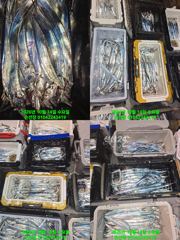 [마산] 내만 갈치 바람불어도 많이 잡고 입항 오늘도 예약가능 정상 출항 사진