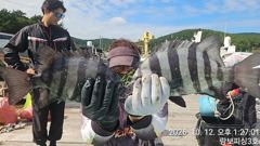 1   [거제] (어초여밭)돌돔같은 뺀찌들 퍽퍽합니다 1 사진