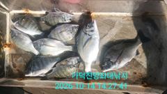 [부산] 가덕천성진양 감성돔 좌대조황 20261014 수