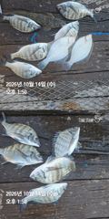 거제 ( 어구 일성호 ) 감성돔 손맛 ! 전마선 조황