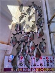 진동(행운호)감성돔 오늘 마릿수 조황(22수)