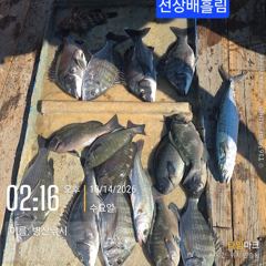 [고성] 병산 감성돔38외 마리수 선상배&선외기 및덴마조황~~