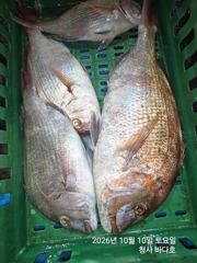 참돔.왕전갱이 조황.;