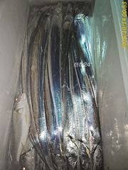 ※※※※야간내만갈치(화)소식※※※※
