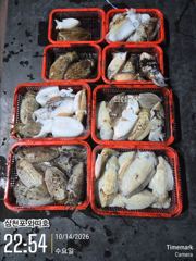 어제 야간갑오징어 조황입니다