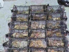 14일야간문어 대박치고 키로오버및중치먹폭탄( 금요일야간,토,일~쭈꾸미예약중