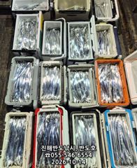 [진해] 14일,내만갈치,대박행진,엄청나게 나옵니다.내일출항(금~예약가능…