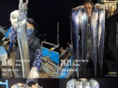 [통영청신호]갈치실시간~~대치들잘올라온다는 희소식입니다!!!내일…