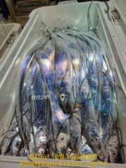 내만칼치ㅡ 3지급 외 용가리급으로 쿨러 채우고 손맛가득 (예약가능)