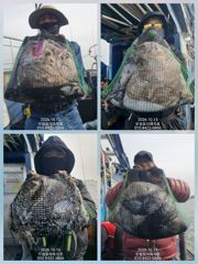 [무창포아파치호] 10월15일(목), 쭈갑 병행출조, 갑오징어 위주로 손맛보고 왔습니다~ㅎ 다음주 21일(수)부터 자리여유, 전화주세요~ 010-8422-0866