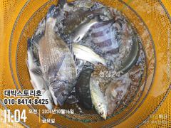 [통영] 감성돔어초흘림 (실시간) 43외 마릿수조황