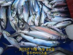 중삼치 느나느나 중 대삼치 뽑기