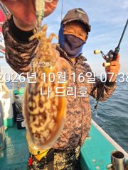 16일, 군산은 갑오징어 폭주~망탱이 찢져집니다~오늘도 굿굿~대박조황~내일도 갑니다~군산낚시프라자 나드리호