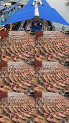 261016 녹동제니스2호 붉바리초대박조황 마리수사이즈 완벽한…