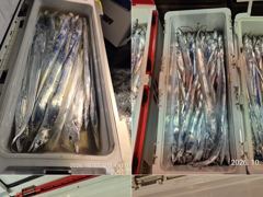 [경주] 10/16 빅! 사이즈 대삼치! 중삼치,대고시 방어 만쿨조황! (주중/주말-예약중!)