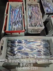 10월16일 입항 조항입니다!!