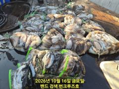 16일 군산 썬크루즈호 갑오징어 조황입니다