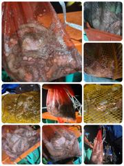[포항] 돌문어 으라차차 1부 실시간