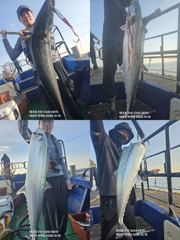 대물대삼치마릿수!!중방어,삼치 대박-오전10시출항/야간팁런(오후7시출항모집)
