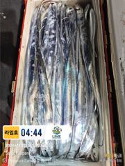 갈치가 통영에 들어 왔구나~! , 여기저기 좋은 소식이 들리구나~~! 신난다~