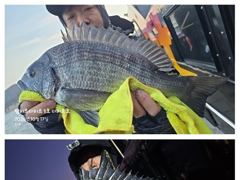 [거제] 어초ㆍ여밭권 감성돔5짜4짜4짜4짜4짜4짜4짜~연일 4짜들부터 ~…