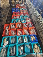거제 뉴새바다호 대마도권 대갈치 3지 4지 5지 초초 대박 조황입니다