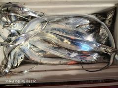 [진해] (王갈치)회사 독배팀 전원 손맛 3지 전후 피딩~수달호(내만 출…