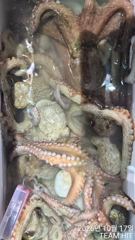 팀히트 선단~. 탑클라스호. 야간 돌문어 대박조황~~^^18일여유자리
