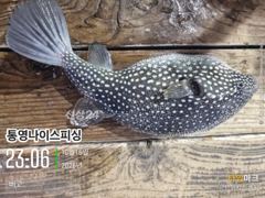 통영나이스피싱!!!터졓다 대마골창 4~5지들이주렁주렁 자리여있을때오세요 사진