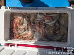 문어조황 말 할것도 필요 없어요 한손 으로 들을수 없을…