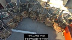 (문어)입문자분도 16수 두 자릿수 기본 매일 타작~현서피싱(18일예약)