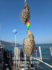 군산 대호피싱 17일 대박 쭈꾸미 마무리 소식 전합니다