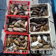 [사천] 씨알 좋은 갑오징어 낚시