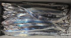 내만 갈치~ 내만에 3.5지? 씨알최고~ 손맛최고~ 초보가능~ 일화수목 예약가능~