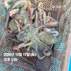 사천명덕호 쭈거미 돌문어출조예약손님받습니다