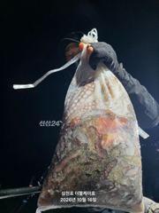 삼천포 문어, 주꾸미 조황!
