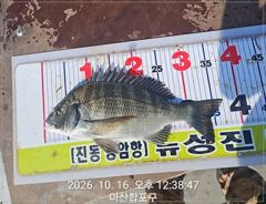 뉴성진호 /또 대박 감성돔