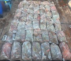 10월17일-문어 초초초 대박 조황