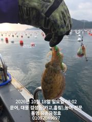 [통영] 통영 금정호 종일문어 아침부터 키로문어 쫙쫙 잡습니다 내일부터 …