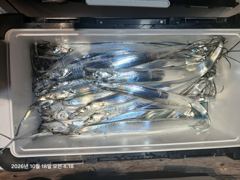 (갈치)19일 준내만권으로~大치들 3지4지 폭팔적~수달호