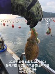 [통영] 통영 금정호 엄청난 바람에도 문어는 잘잡히네요 내일 자리여유있습…