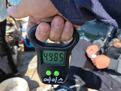 [진해] 문어 바람불어도 연일k급와장창(5.72k외)오늘도 망태기대박!!…