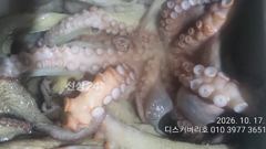 17일 야간 문어 조황입니다