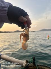 [사천] 내일 쭈꾸미 출조 자리여유 주말에도 자리여유 많습니다 사진