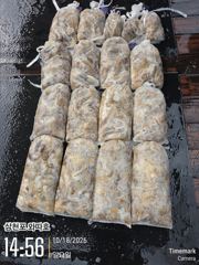 [사천] 일요일 쭈꾸미 멋진 조황입니다